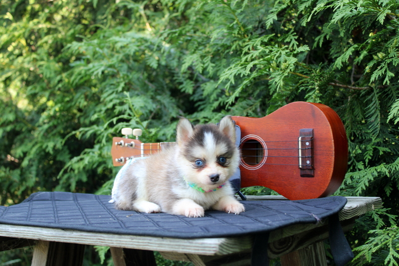 puppy, for, sale, Pomsky, Matthew B. Stoltzfus, dog, breeder, Gap, PA, dog-breeder, puppy-for-sale, forsale, nearby, find, puppyfind, locator, puppylocator, aca